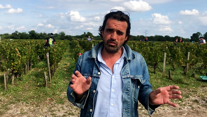 In the Vineyard: Harvest 2020 at Château Giscours