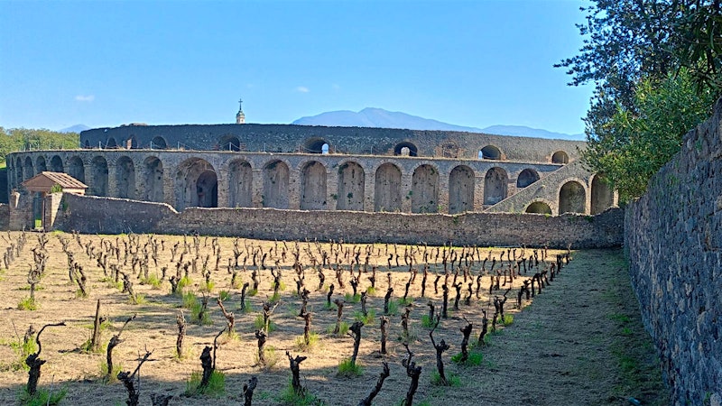 Winemaking in Pompeii Is Reborn with New Vineyard Project