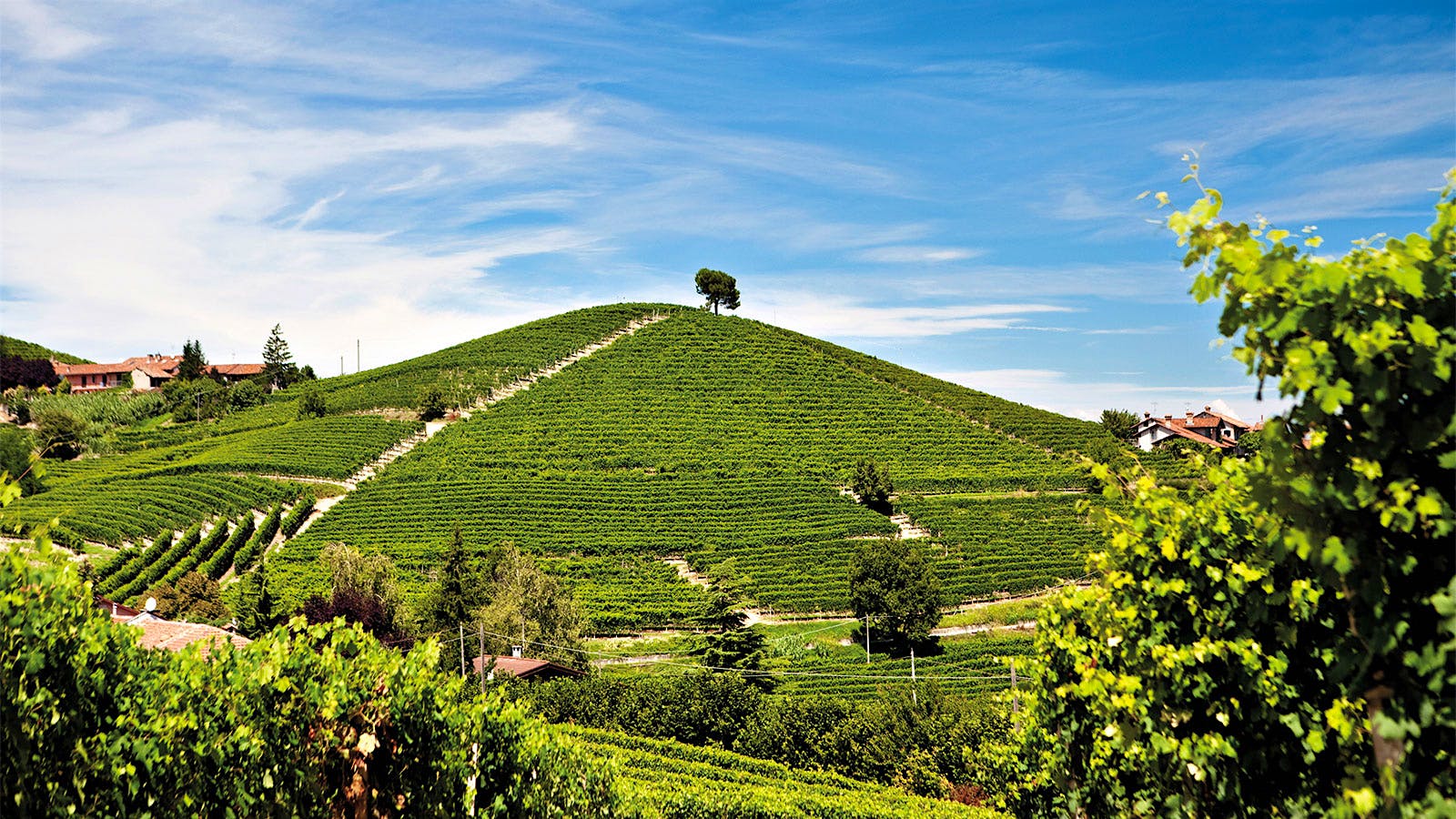 Vineyard landscape with hill