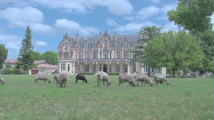 Estates of Bordeaux: A Grazy Day at Cantenac Brown