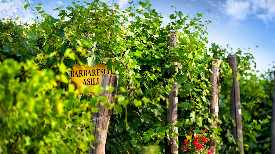 The 2021 vintage single-vineyard Barbarescos may outpace even the excellent 2016s.