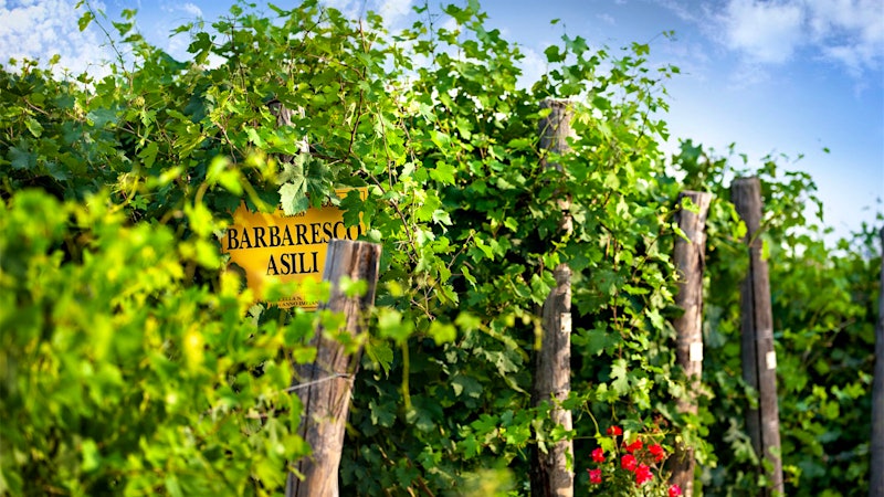 Barbaresco’s Bounty: 2021 Produttori del Barbaresco Single-Vineyard <i>Riservas</i>