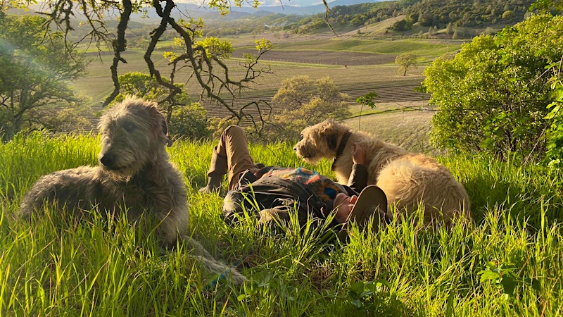 Lir and Finn the Irish Wolfhounds