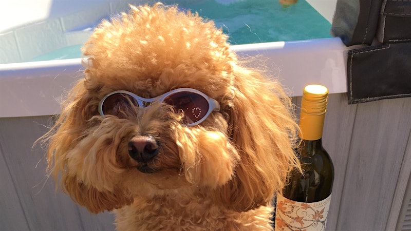Dulce de Leche the Toy Poodle