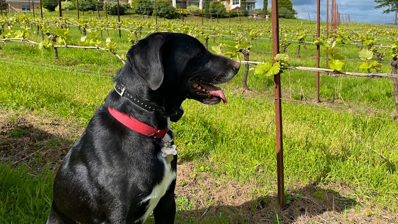Jake the Labrador-Pointer Mix