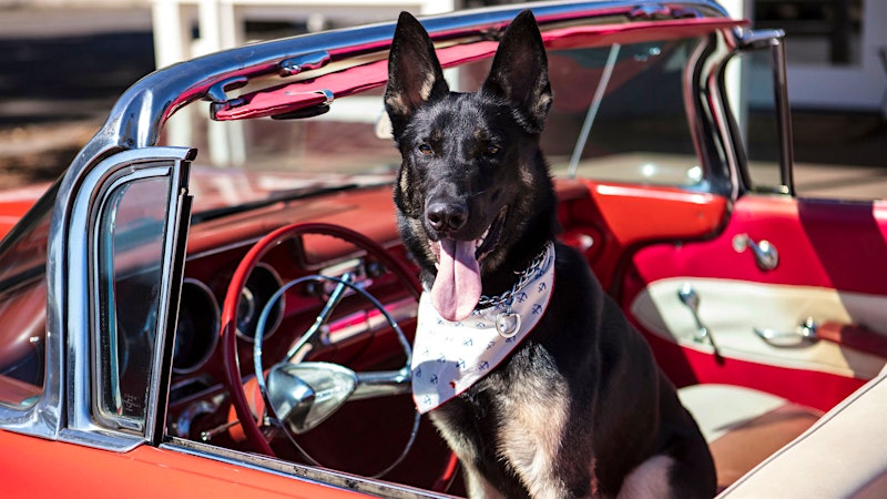Magnum Frank the German Shepherd