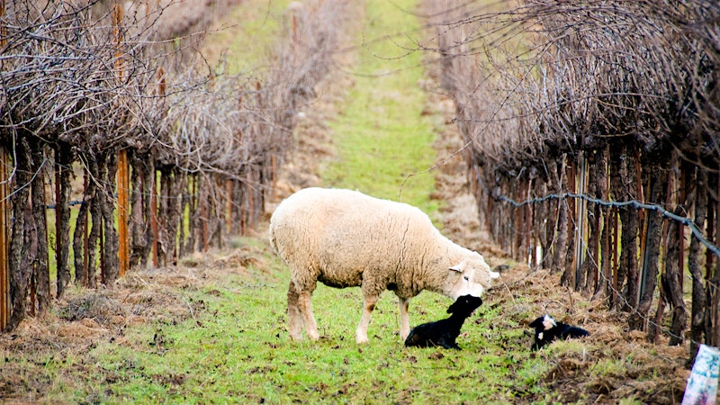 Wine and Sustainability