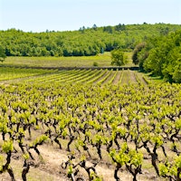 Peyrassol's scraggly vines in Provence often make rosé wines with herbal, floral and salty mineral notes.8 Excellent French Rosés Up to 91 Points