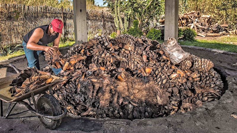Mezcal Matures