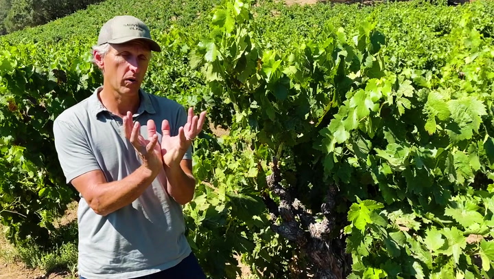 In the Vineyard with Joel Gott at Edge Hill