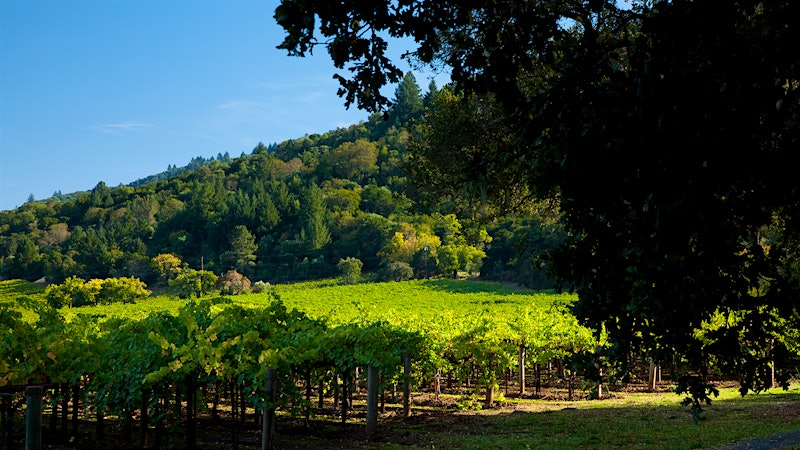 Raising a Glass to the Man Behind Napa's Martha's Vineyard