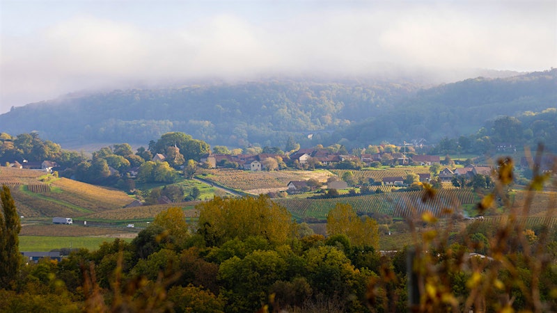 Beguiling Whites of France’s Jura