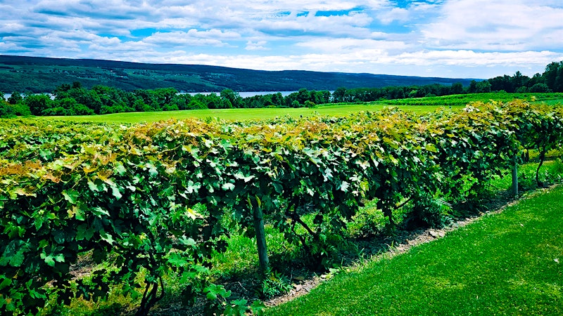 Finger Lakes Pioneer Glenora Wine Cellars Sold to Wine Festival Organizers