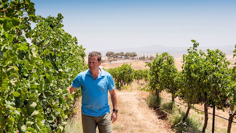 How Has War Impacted Israel’s Wine Harvest? A Time of Fear and Pain