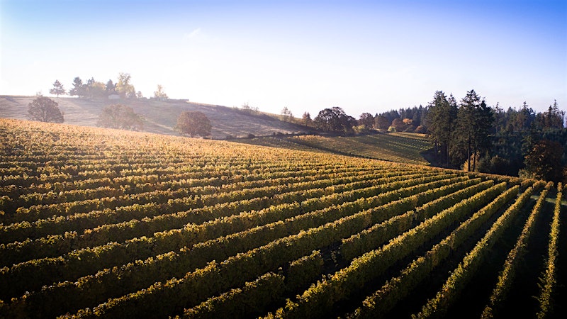 Santa Margherita Owners Buy Oregon Vineyard From Francis Ford Coppola