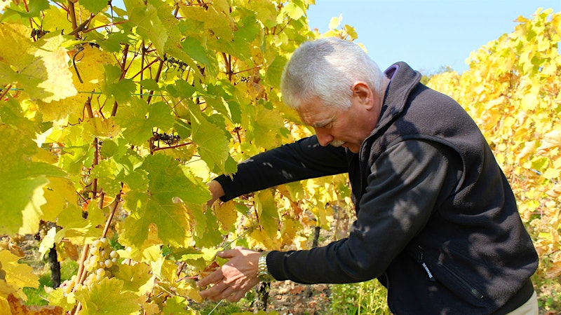Alsace Winemaker Pierre Trimbach Dies at 69