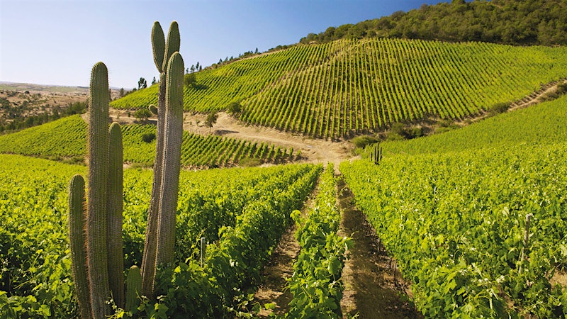 Explore Chile with These 8 Top-Rated Wine Values