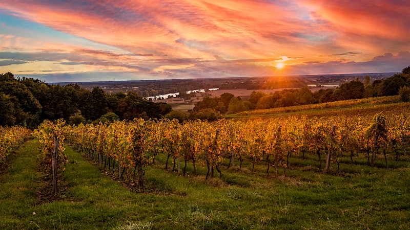The Fresh and Minerally White Wines Found Between Two Seas