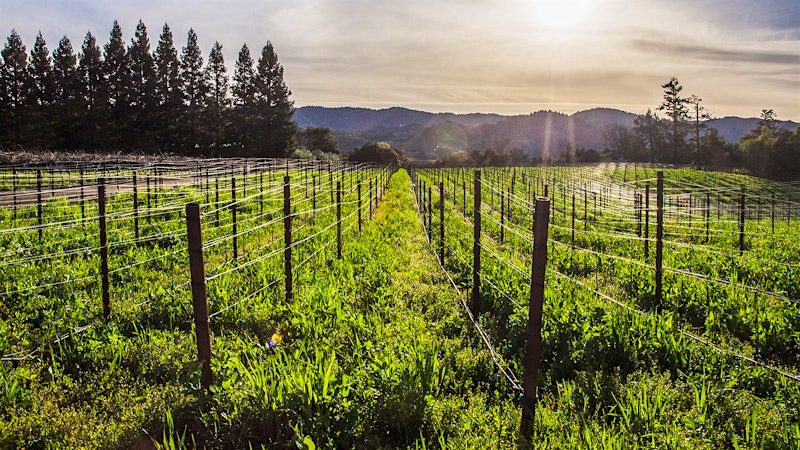 Shining Sonoma County: Pinot Noir, Chardonnay and Zinfandel Picks