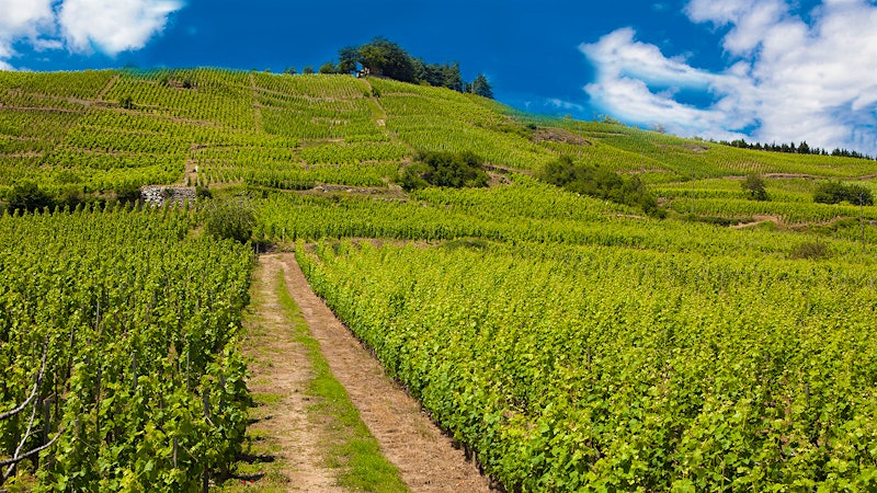 12 Stunning French Wines Up to 92 Points