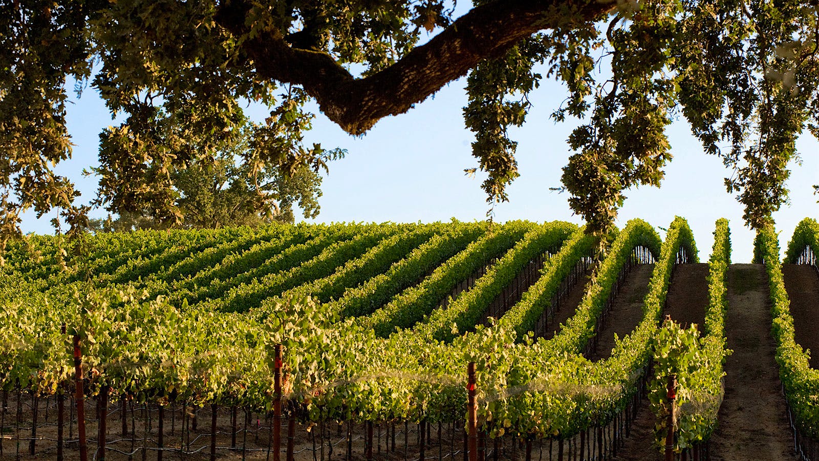 Rolling vineyard hills (Courtesy of Williams Selyem)