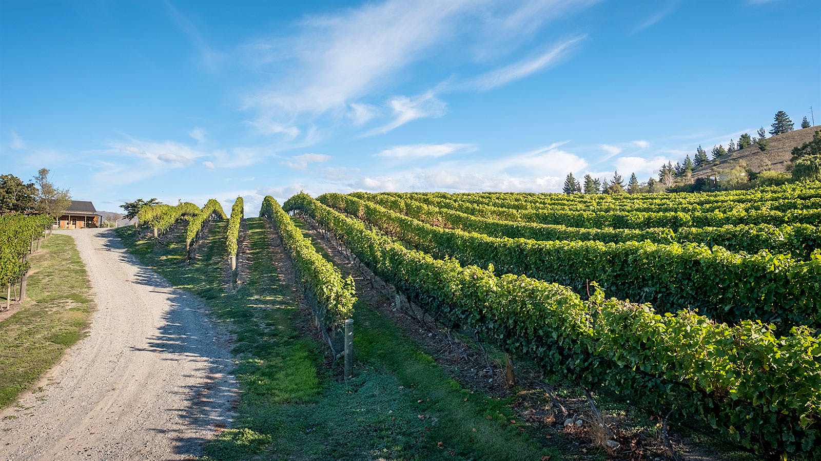 Vineyard landscape