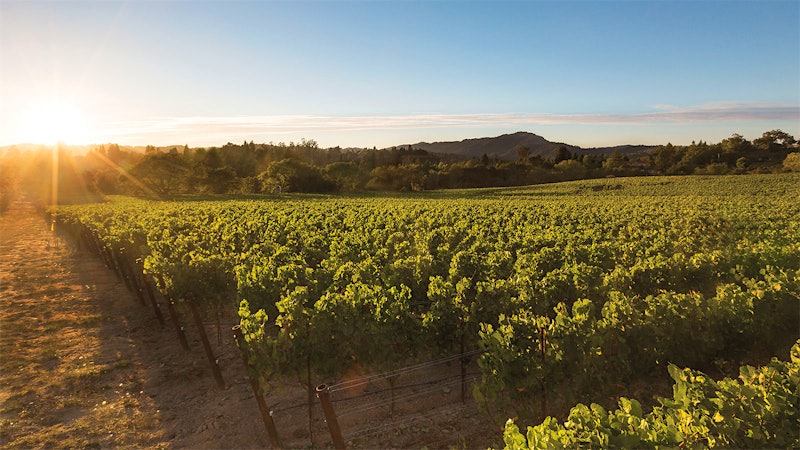 This white is rich, powerful and complex with stone fruit, citrus, smoked butterscotch and floral notes ... Play the game!