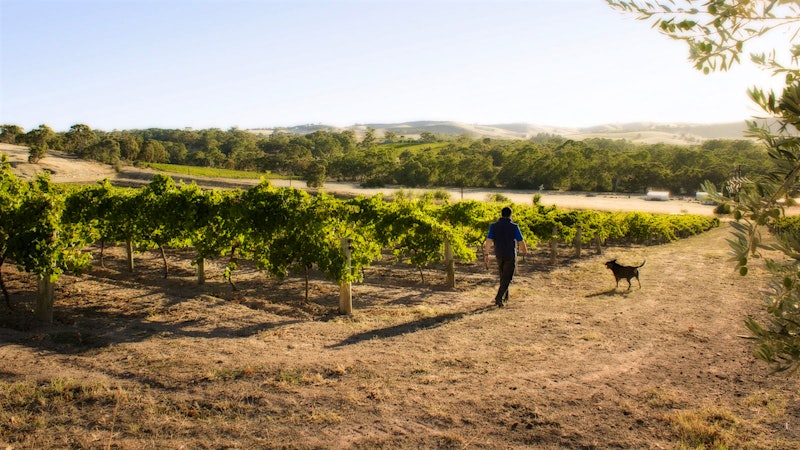 This red is generous and juicy with dark fruit, espresso, violet and mint notes … Play the game!