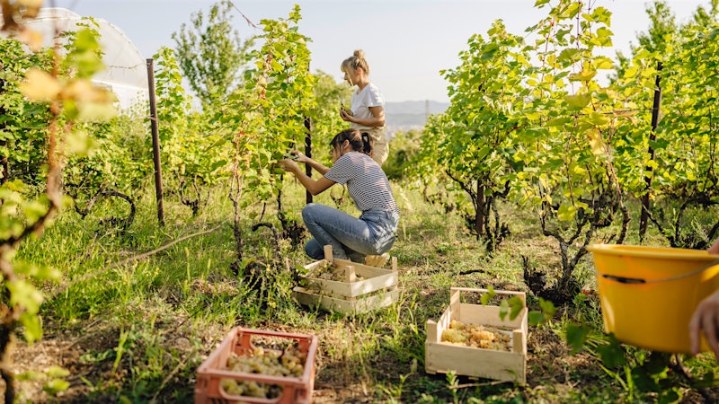 How White Wine Is Made